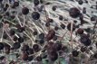 Echinacea pallida Echinacea pallida | Zonnehoed-Egelzonnehoed 80 P9