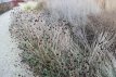Echinacea pallida Echinacea pallida | Zonnehoed-Egelzonnehoed 80 P9