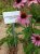 Echinacea purpurea ‘Magnus’ Echinacea purpurea ‘Magnus’ | Rode zonnehoed 100 P9