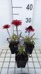 Echinacea 'SunSeekers Orange' - 12 st. Echinacea purpurea 'SunSeekers Orange' - PROMO 12 st. | Rode zonnehoed 60 P9