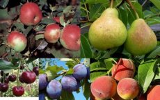 Eigen boomgaard - 5 fruitbomen
