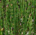 Equisetum fluviatile | Holpijp  25-30  P9