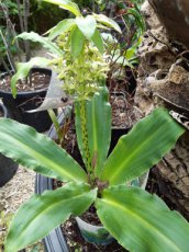 Eucomis bicolor | Kuiflelie 60 C1