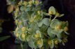 Euphorbia myrsinites Euphorbia myrsinites | Wolfsmelk 25 P9