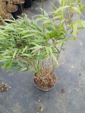 Fargesia robusta 'Formidable' 40-50 C2  | CHINESE  BAMBOE