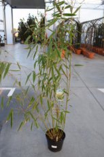 Fargesia robusta 'Wolong' 150-175 C10 | CHINESE BAMBOE