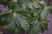 Fatsia japonica 40-60 C Fatsia japonica - Vingerplant 40-60 C3