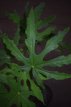 Fatsia pol. 'Green Fingers'® 40/60 C Fatsia polycarpa 'Green Fingers'® | Vingerplant 40-60 C