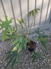 Fatsia polycarpa 'Green Fingers'® | Vingerplant 60-80 C12