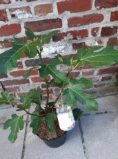 Ficus carica 'Brunswick' 40/60 C5