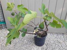 Ficus carica 'Dame Blanche' 40/60 10 Ficus carica 'Dame Blanche' | Vijg 40-60 C10