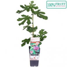 Ficus Carica 'Gustissimo® 'Twotimer' P11 Ficus Carica 'Gustissimo® 'Twotimer' | Vijg 30 P11