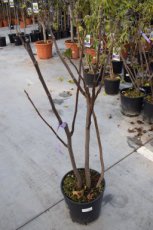 Ficus carica 'Jannot' | Vijg 80-100 C10
