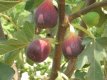 Ficus carica 'Lucky Berry'® 30/40 C5 Ficus carica 'Lucky Berry'® - 4 maanden lang vruchten! | Vijg 30/40 C5