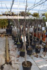 Ficus carica 'Madeleine des Deux Saisons' | Vijg HA C10