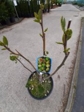Ficus carica 'Panachée' 40/60 C10 Ficus carica 'Panachée' | Vijg 40-60 C10