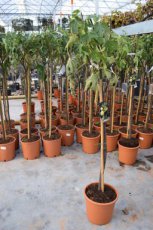 Ficus carica 'Précoce De Dalmatie' | VIJG HA C10