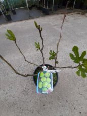 Ficus carica 'Sucre Vert' 40/60 C10 Ficus carica ‘Sucre Vert'(=Sucrette) | Vijg 40-60 C10
