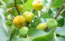 Ficus carica 'Tena' | Vijg HA C15