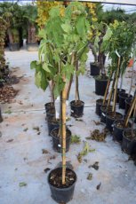 Ficus carica 'Verdino' | Vijg HA C15