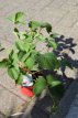 Fragaria x ananassa 'Pineberry' Fragaria x ananassa 'Pineberry' | Ananas Aardbei C1