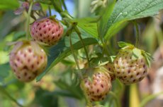 Fragaria x ananassa 'Pineberry' | Ananas Aardbei C1