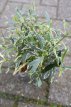 Gardenia 'Golden Crown' 20/25 C2 Gardenia jasminoides 'Golden Crown' | Kaapse Jasmijn 20-25 C2