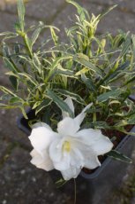 Gardenia 'Golden Crown' 20/25 C2 Gardenia jasminoides 'Golden Crown' | Kaapse Jasmijn 20-25 C2