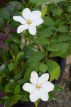 Gardenia 'Sweetheart' 20/25 C2 Gardenia jasminoides 'Sweetheart' | Kaapse Jasmijn 20-25 C2