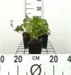 Geranium cantabrigiense ‘Biokovo’ 12 st. Geranium cantabrigiense ‘Biokovo’ | Ooievaarsbek  PROMO 12 st.