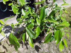 Hedera colchica ‘Fall Favourite' - Kaukasische klimop 30-40 C4