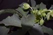 Helleborus argutifolius 'Silver Lace' Helleborus argutifolius 'Silver Lace' | Nieskruid 70 P9