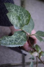 Helleborus nigercors 'Magic Leaves'® Helleborus nigercors 'Magic Leaves'® | Nieskruid 40 P9