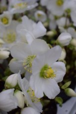 Helleborus nigercors 'Snow Love'® | 40 P9