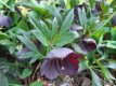 Helleborus orientalis 'Black' Helleborus orientalis 'Black' | Nieskruid 50 P9