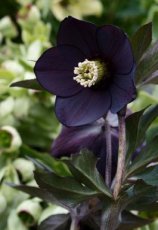 Helleborus orientalis 'Black' | Nieskruid 50 P9