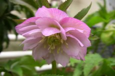 Helleborus orientalis 'Double Ellen Pink' | Nieskruid 50 P9