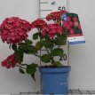 Hydrangea macrophylla Endless Summer Twist-N-Shout Hydrangea macrophylla  Endless Summer® ‘Twist-N-Shout’® - roze - Hortensia  50-60  C5