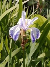 Iris laevigata ' Mottled Beauty' P18 Iris laevigata ' Mottled Beauty ' | Japanse lis   30-35  C2