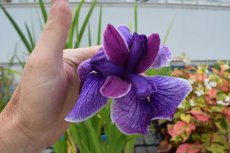 Iris versicolor | Zwaardlelie  20-25  P9