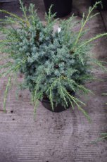 Juniperus chin. ‘Blue Alps’ 25/30 C Juniperus chinensis ‘Blue Alps’ | Jeneverbes 25-30 C