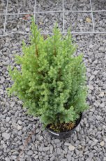 Juniperus chin. ‘Stricta’ 30/40 C Juniperus chinensis ‘Stricta’ | Jeneverbes 30-40 C