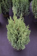 Juniperus com. ‘Compressa’ 25/30 C Juniperus communis ‘Compressa’ | Jeneverbes 25-30 C