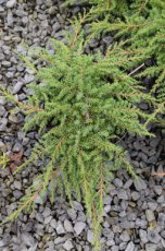 Juniperus communis ‘Green Carpet’ 10/15 C Juniperus communis ‘Green Carpet’ | Jeneverbes 10-15 C