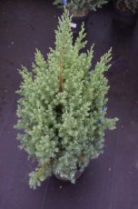 Juniperus communis ‘Hibernica’ | Jeneverbes 50-60 C
