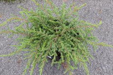 Juniperus com. ‘Repanda’ 10/15 C Juniperus communis ‘Repanda’ | Jeneverbes 10-15 C