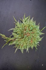 Juniperus hor. ‘Wiltonii’ 25/30 C Juniperus horizontalis ‘Wiltonii’(=Blue Rug) | Kruipende Jeneverbes 25-30 C