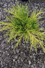 Juniperus Media ‘Pfitzeriana  Aurea’ | Jeneverbes 25-30 C