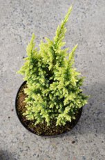 Juniperus pingii 'Hulsdonk Yellow'® Juniperus pingii 'Hulsdonk Yellow'® | Jeneverbes 25-30 C3