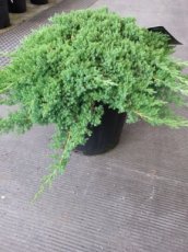 Juniperus procumbens ‘Nana’ 50/60 C10 Juniperus procumbens ‘Nana’(Green Mound) | Jeneverbes 50-60 C10
